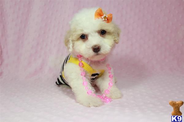 lvpuppyheaven Picture 1